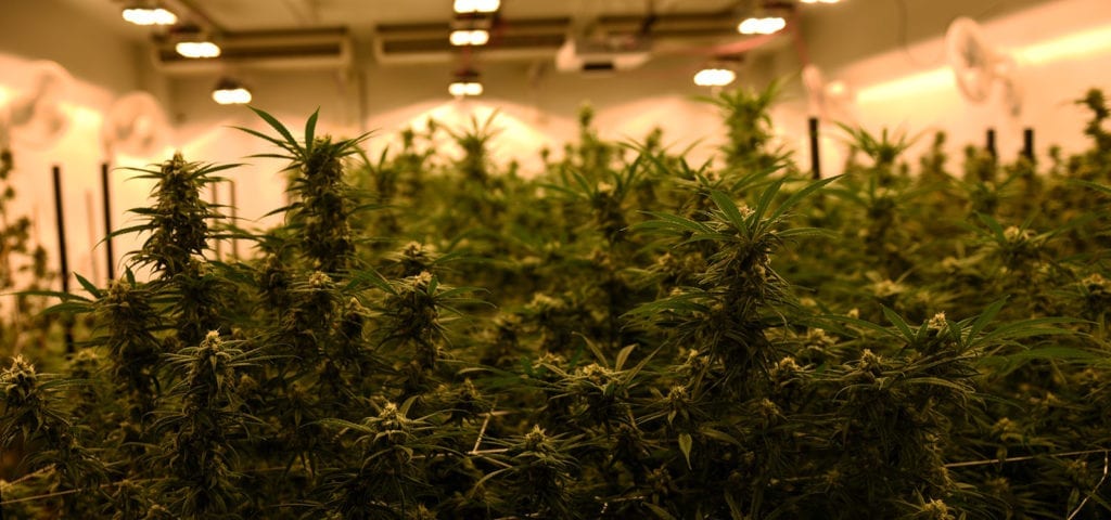 An indoor cannabis crop in a licensed cannabis cultivation site in Washington state.