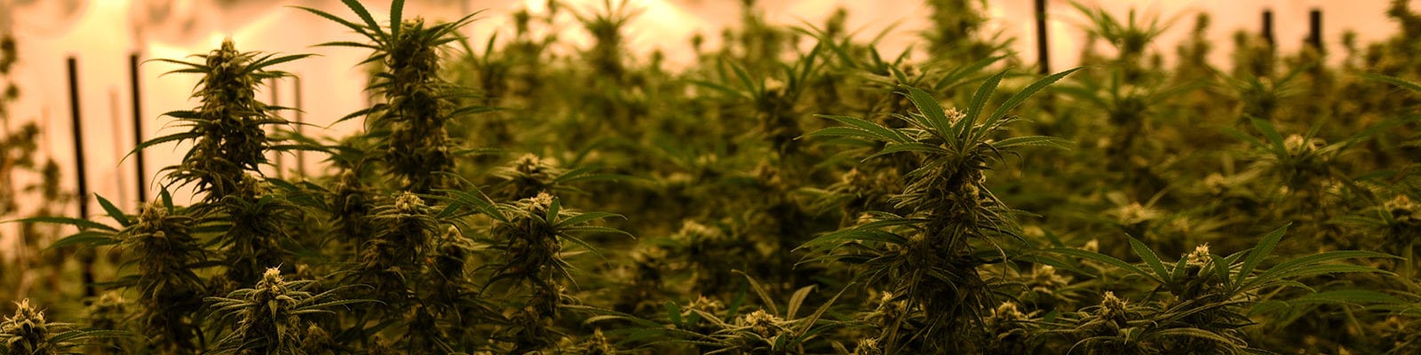 An indoor cannabis crop in a licensed cannabis cultivation site in Washington state.