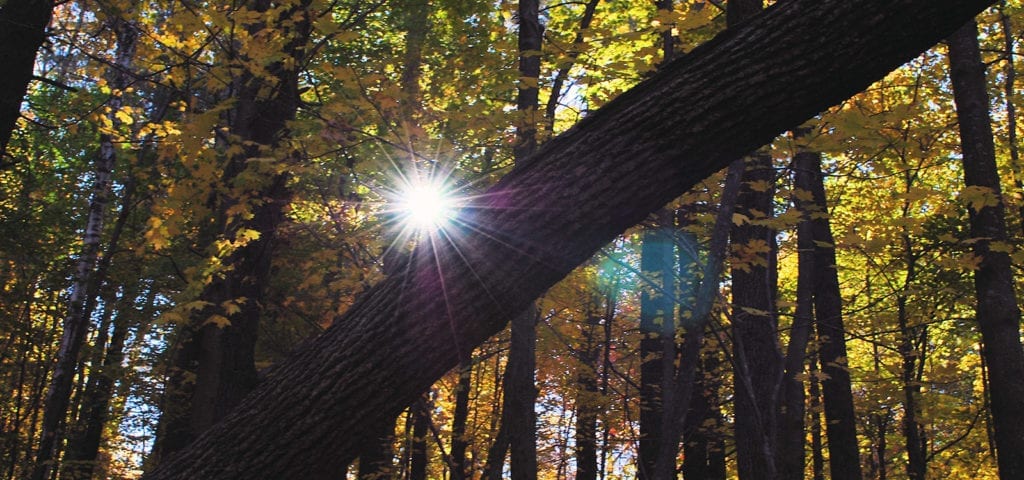 The sun shines through a New England forest, pictured here piercing the foliage just above the trunk of a fallen tree.