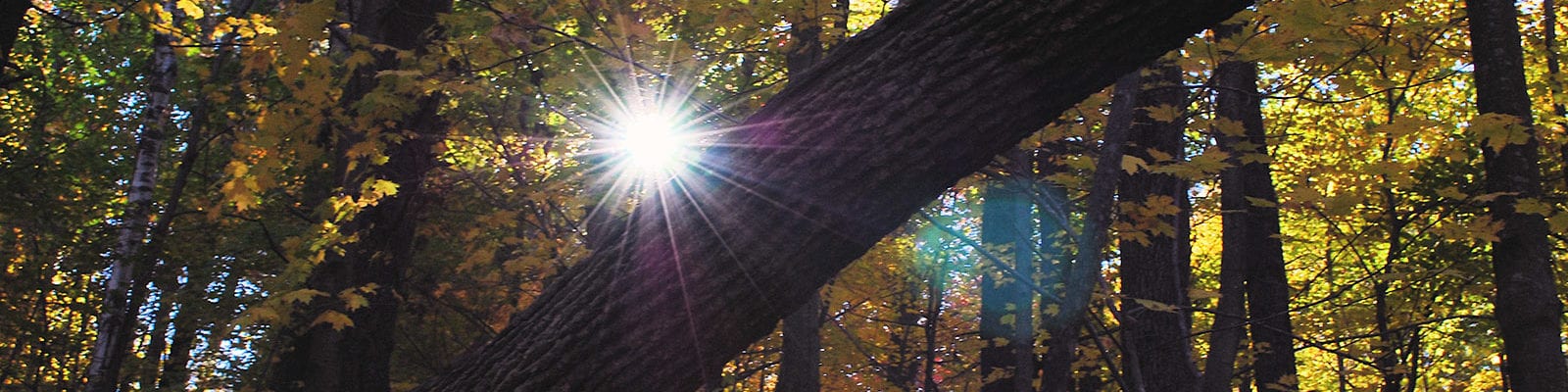 The sun shines through a New England forest, pictured here piercing the foliage just above the trunk of a fallen tree.