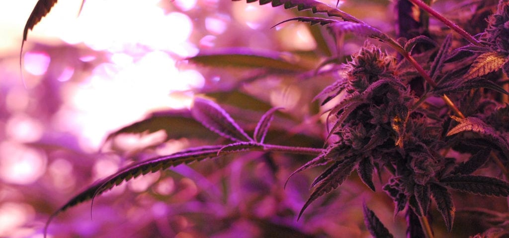 A cannabis bud under the purple glow of indoor LED grow lights.