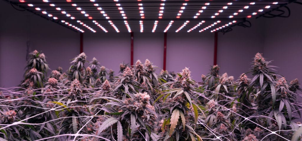 Cannabis plants inside of a licensed cultivation center in Washington state.