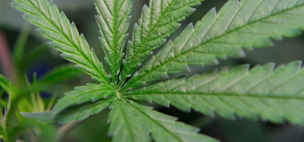 A close photo of an untrimmed crows foot on a commercial cannabis plant.