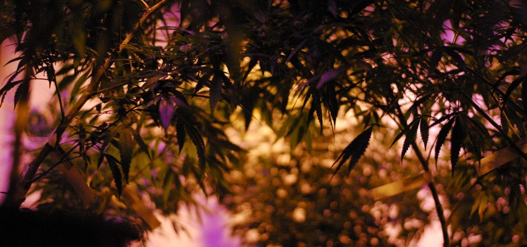 Indoor cannabis plants inside of a cultivation site licensed under Washington state's I-502 adult-use cannabis marketplace.