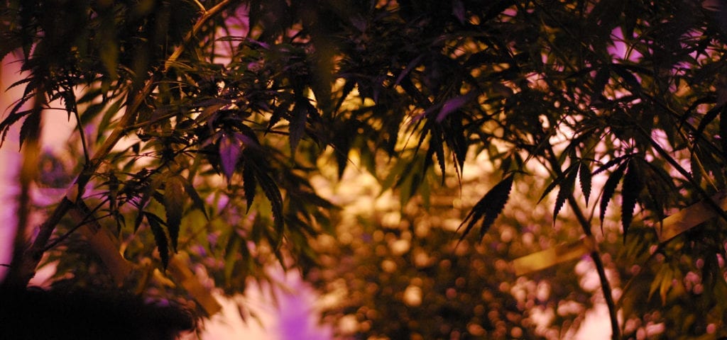 Indoor cannabis plants inside of a cultivation site licensed under Washington state's I-502 adult-use cannabis marketplace.