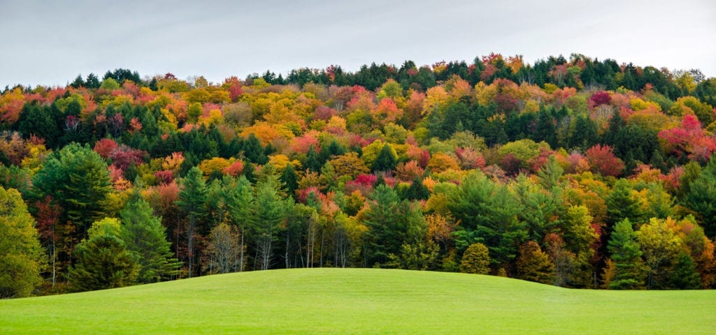 Autumn-colored leaves in a Vermont forest.
