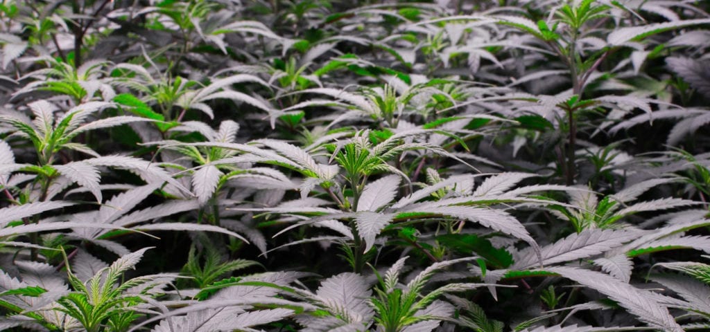 Cannabis plants growing in an indoor cultivation site in Washington state.