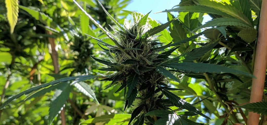 A homegrown, backyard cannabis plant a few weeks before harvest.