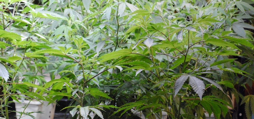 Young cannabis plants inside of a commercial grow site in Washington state.