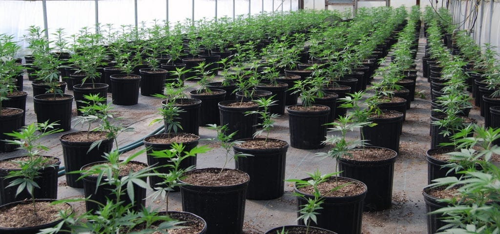 Rows of CBD-rich cannabis plants inside of a greenhouse.
