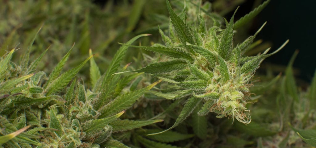 Crystal-coated cannabis colas lying on their side in a licensed grow facility.