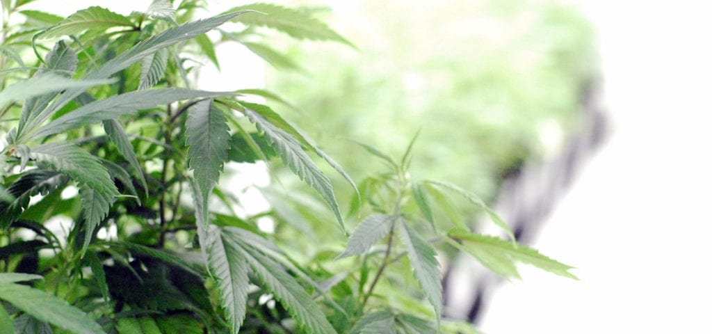 Cannabis clones inside of a sterile, commercial grow room.