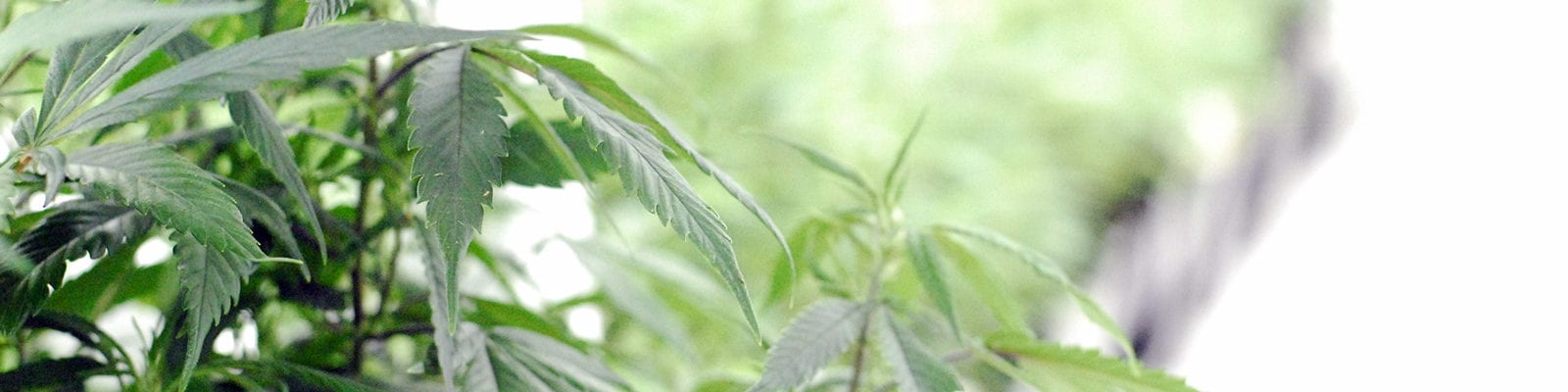 Cannabis clones inside of a sterile, commercial grow room.