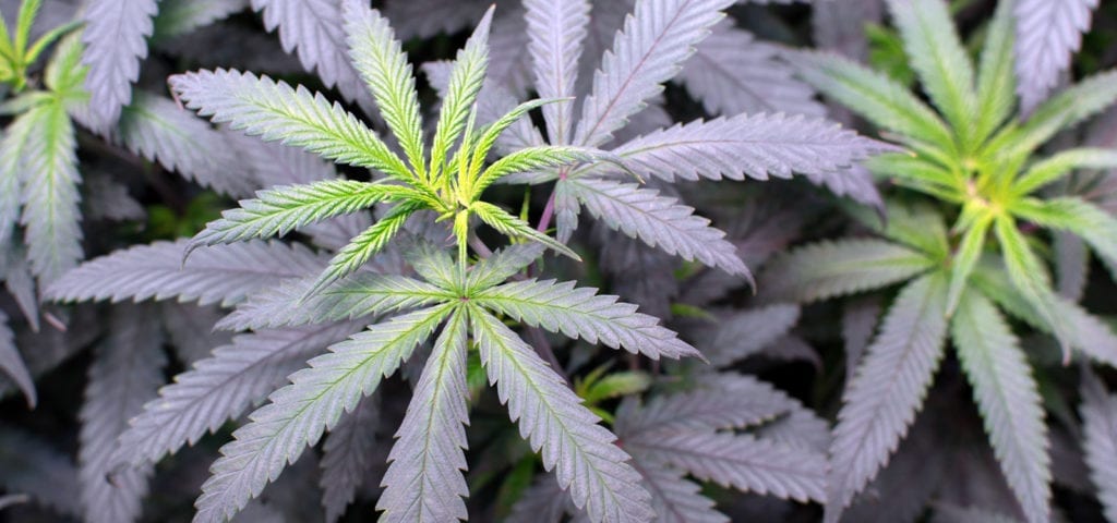 Picture of cannabis fan leaves inside of a commercial cannabis grow operation.