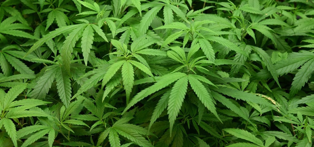 A green wall of cannabis foliage inside of a commercial grow site.