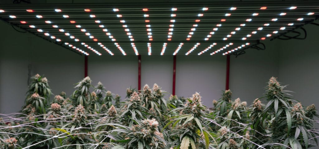 A crop of mature, healthy medical cannabis plants inside of a licensed Washington cultivation facility.