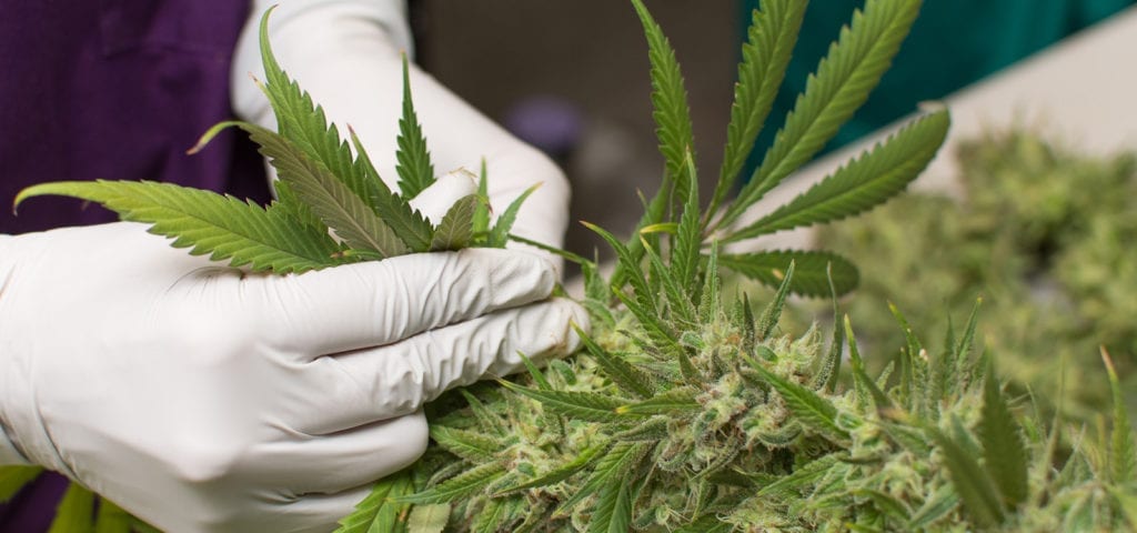 A cannabis worker plucks large leaves from the stalk of a freshly harvested plant.