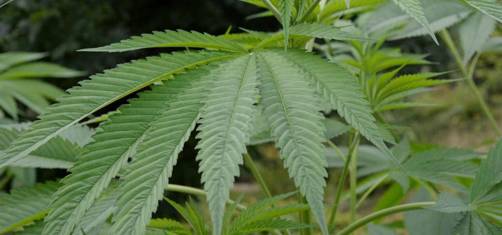The wide fan leaf of a mature, outdoor hemp plant.