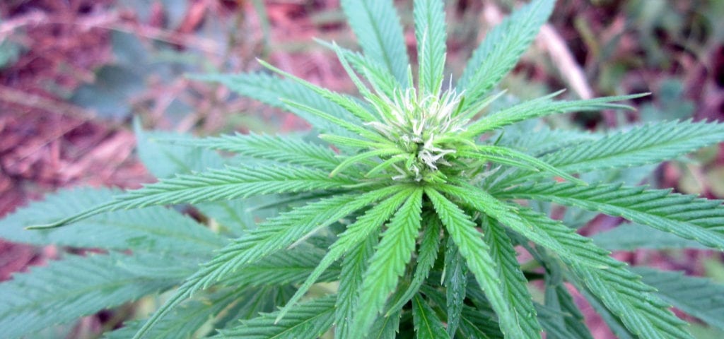 An outdoor-grown hemp plant.