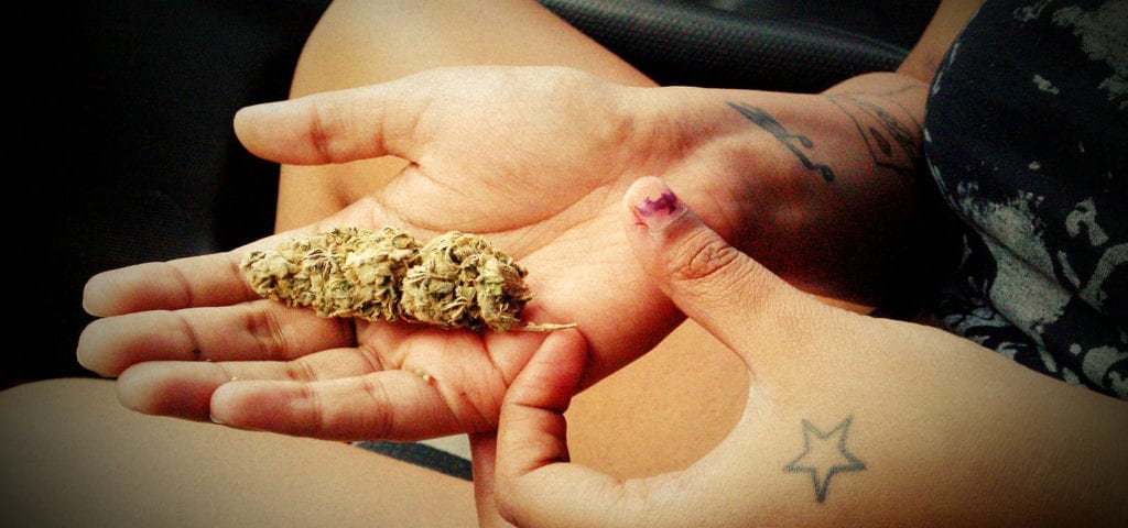 A woman holds a large, cured cannabis nug in her palm.