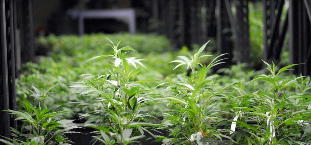 Cannabis clones inside of a commercial grow operation.