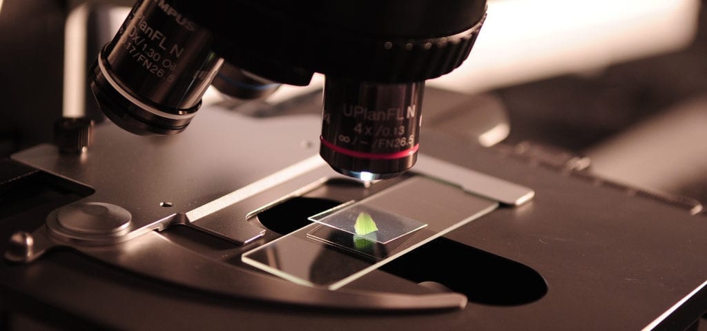 A scientists' microscope with a green piece of organic matter on the slide for a closer look.