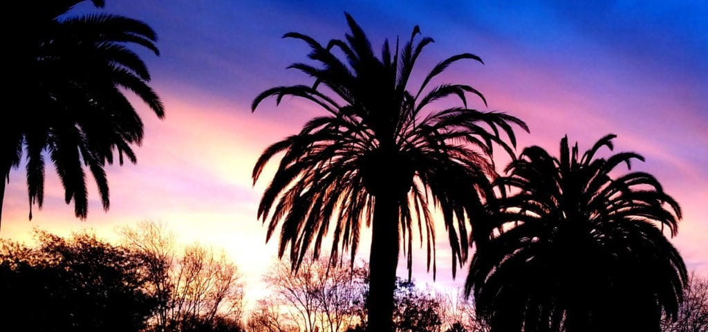 Palm trees silhouetted before a California sunset.