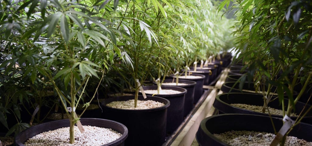Lines of commercial-grade cannabis plants in pots inside of an indoor grow site.