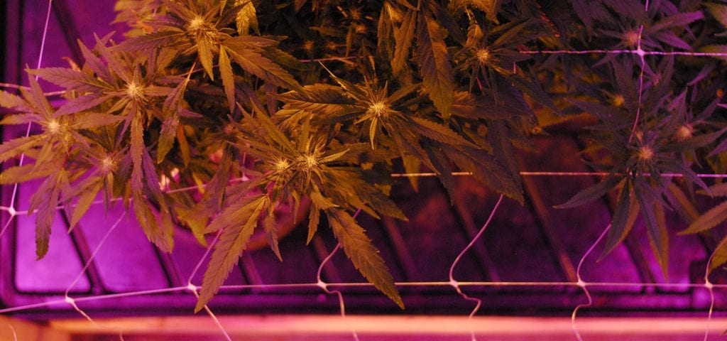 Medical cannabis plants being grown commercially inside of a licensed grow site in Washington state.