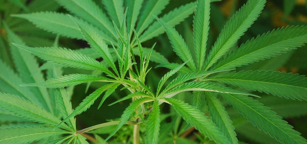 Young cannabis plants with skinny leaves reach up for more light.