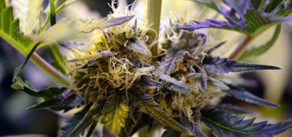 A cannabis nug still attached to a plant growing in an indoor cultivation site.