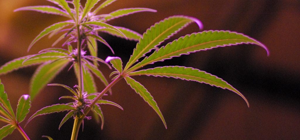 A young cannabis plant under the reddish glow of an indoor LED grow light.