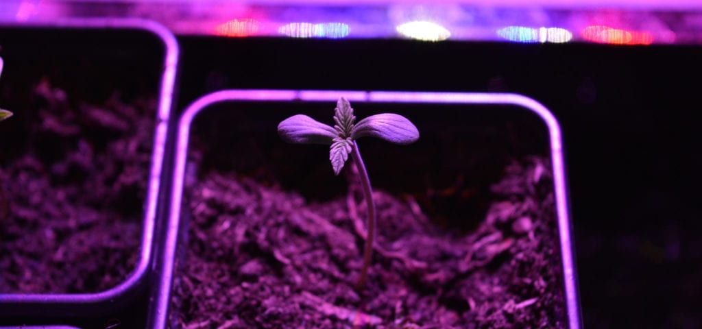 An amateur cannabis grower's seedling, bathed in the purple light of an LED-based grow closet.