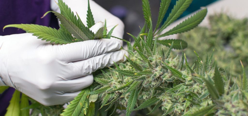 A cannabis worker plucks long leaves off recently harvested cannabis buds.