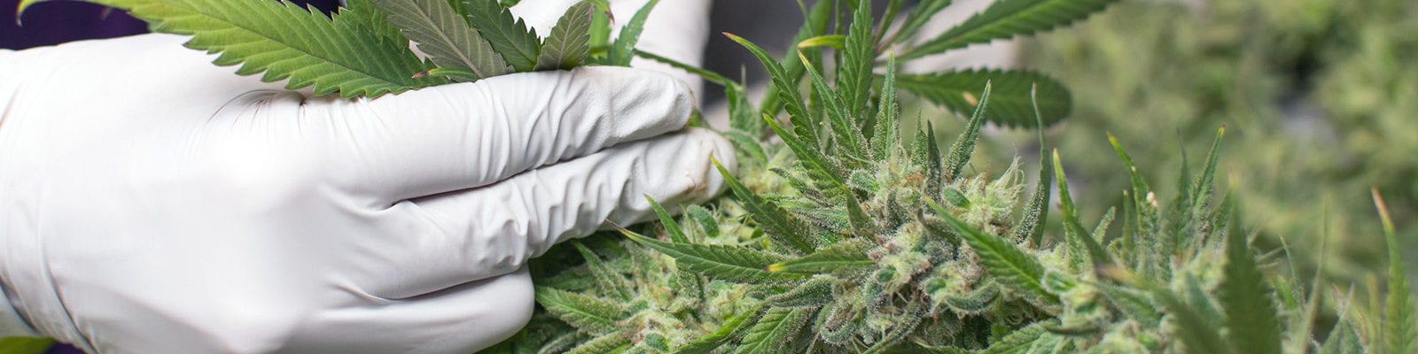 A cannabis worker plucks long leaves off recently harvested cannabis buds.