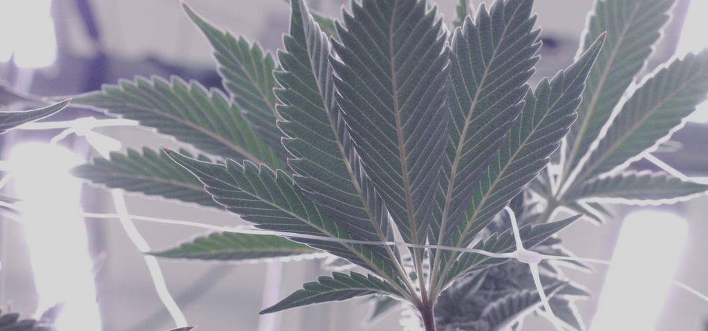 The underside of fan leaves on a large, indoor cannabis plant.