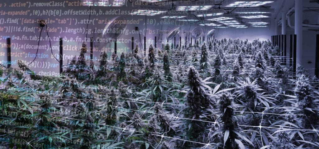 Digital collage image featuring lines of html code and a commercial grow room in Washington state.