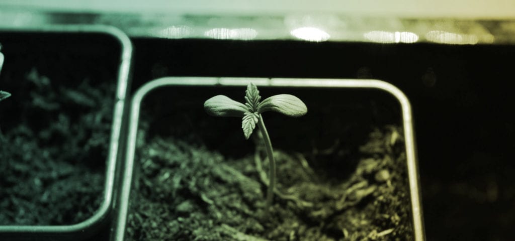 A cannabis seedling being grown in a personal, homegrow setting.