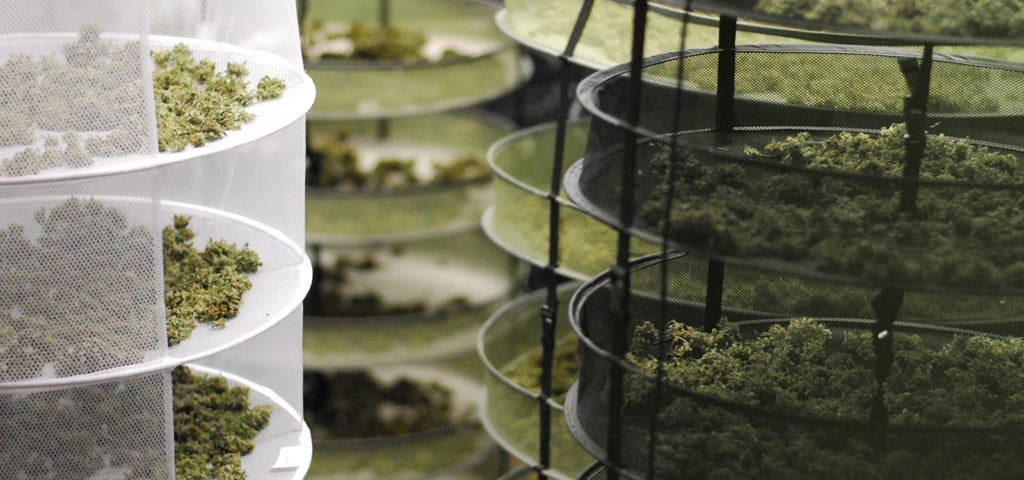 Racks of curing cannabis nugs hanging from the ceiling at a commercial grow operation.