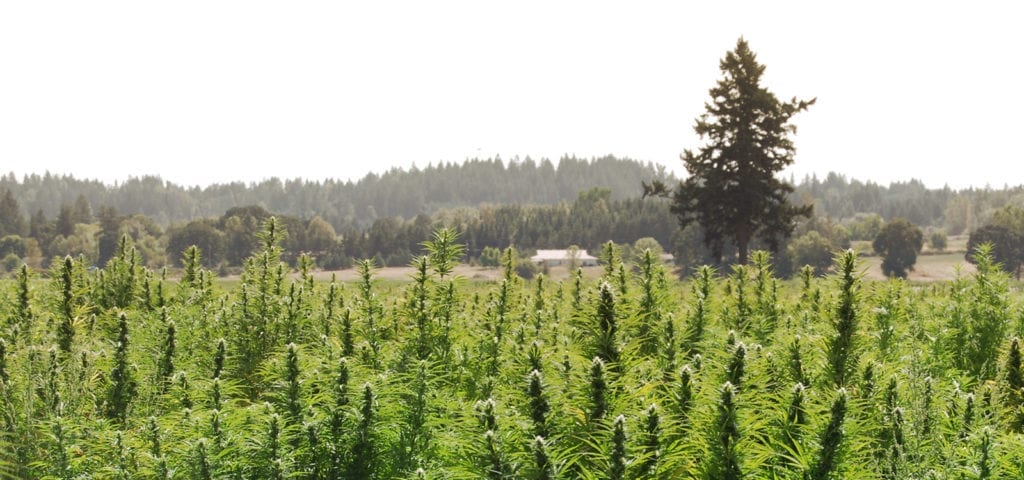 A field of CBD-rich cannabis plants at a farm outside of Portland, Oregon.