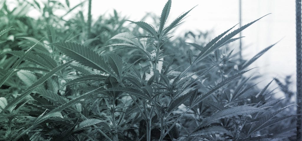 Indoor cannabis farm's canopy of registered, commercial-grade plants.