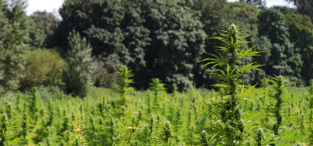 A medical cannabis grow operation pictured outdoors on a sunny day.