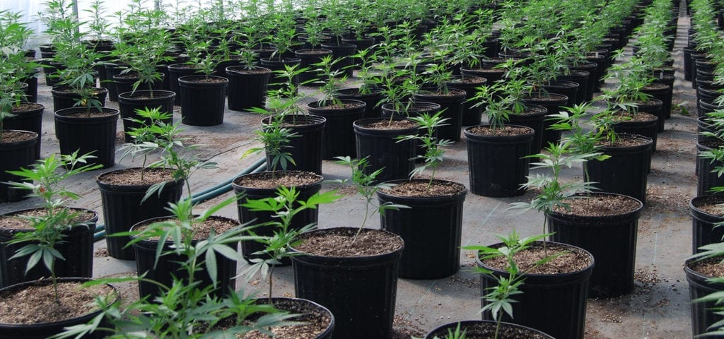 Cannabis plants lined up inside of a medical marijuana greenhouse in Oregon state.