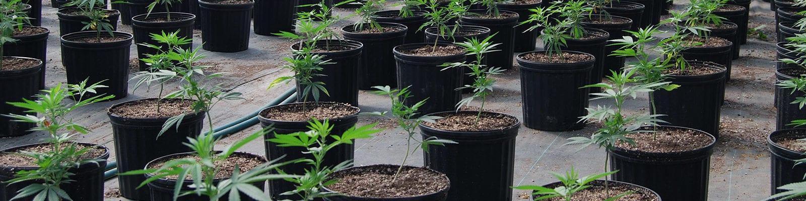 Cannabis plants lined up inside of a medical marijuana greenhouse in Oregon state.