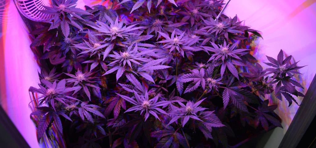 A medical cannabis patient's plants growing inside of an indoor growbox.