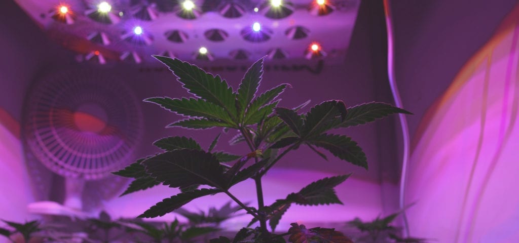 A California medical cannabis patient's personal grow housed inside of a growbox.