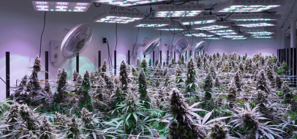 Inside of a commercial grow room in Bellingham, Washington.