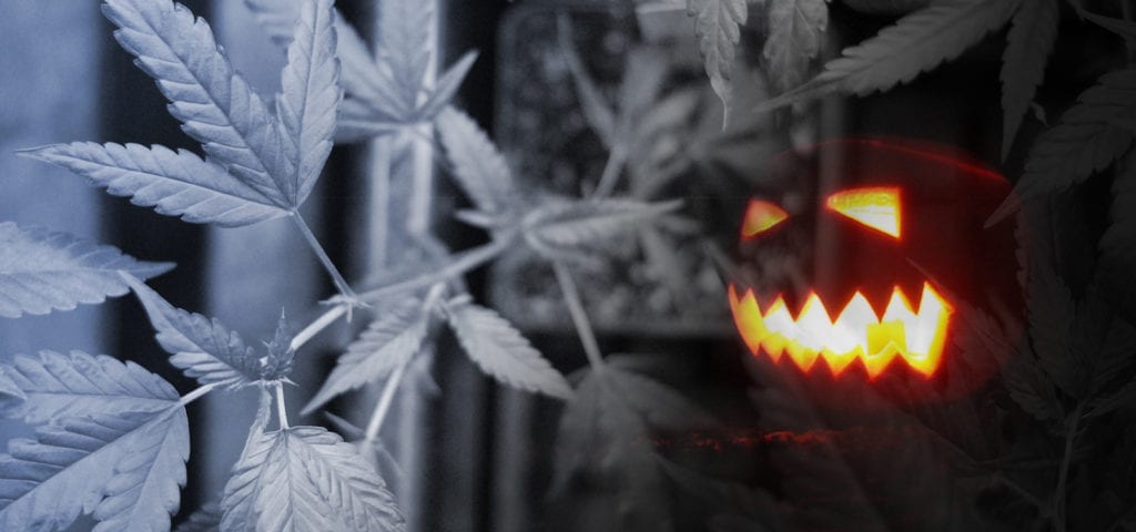 A spooky jack-o-lantern haunts this digital collage of a commercially grown cannabis plant.