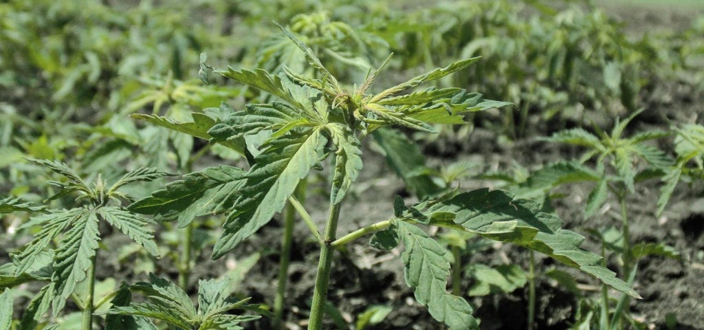 A young hemp plant growing in a dry, dirty field.