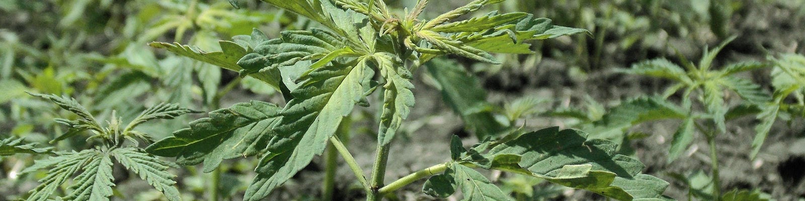 A young hemp plant growing in a dry, dirty field.